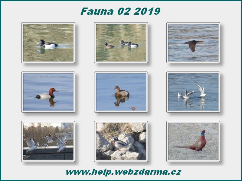 fauna 02